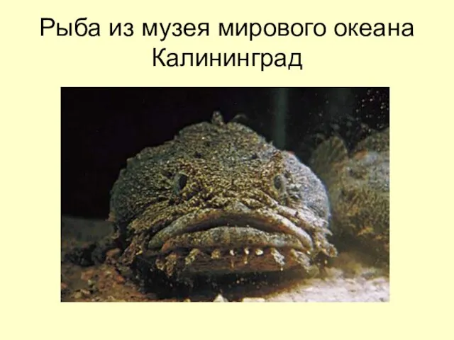 Рыба из музея мирового океана Калининград