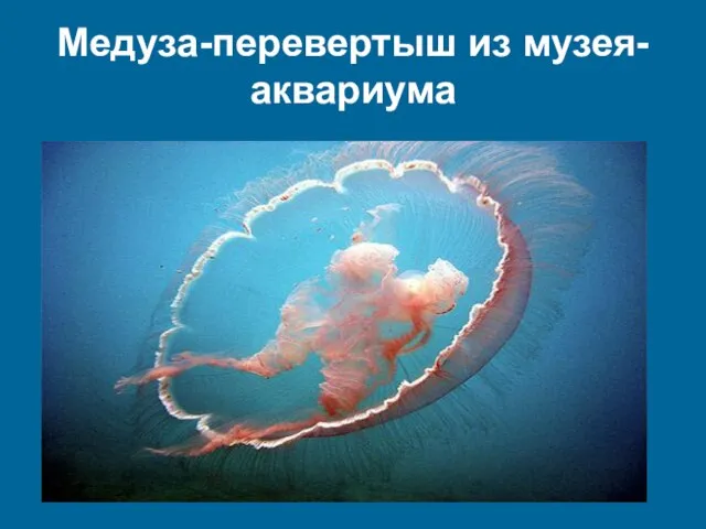 Медуза-перевертыш из музея-аквариума