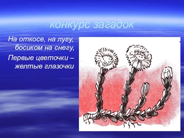 конкурс загадок На откосе, на лугу, босиком на снегу, Первые цветочки – желтые глазочки