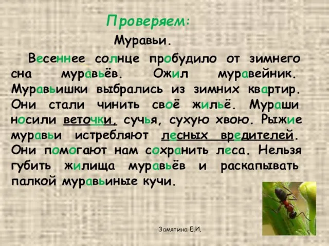 Проверяем: Муравьи. Весеннее солнце пробудило от зимнего сна муравьёв. Ожил муравейник. Муравьишки