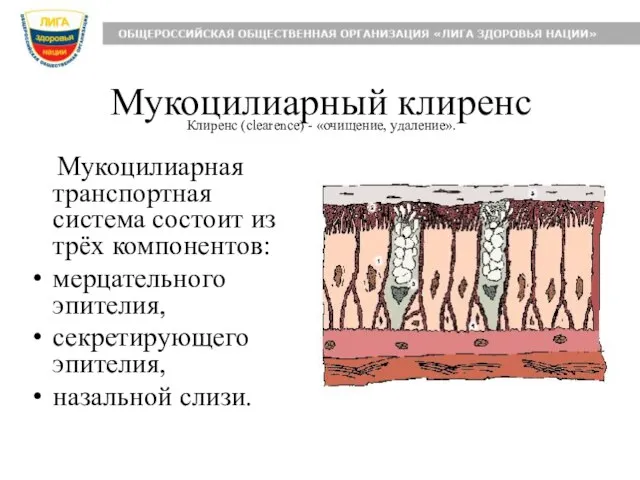 Мукоцилиарный клиренс Мукоцилиарная транспортная система состоит из трёх компонентов: мерцательного эпителия, секретирующего