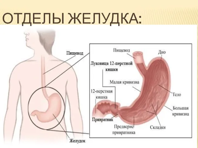 ОТДЕЛЫ ЖЕЛУДКА: