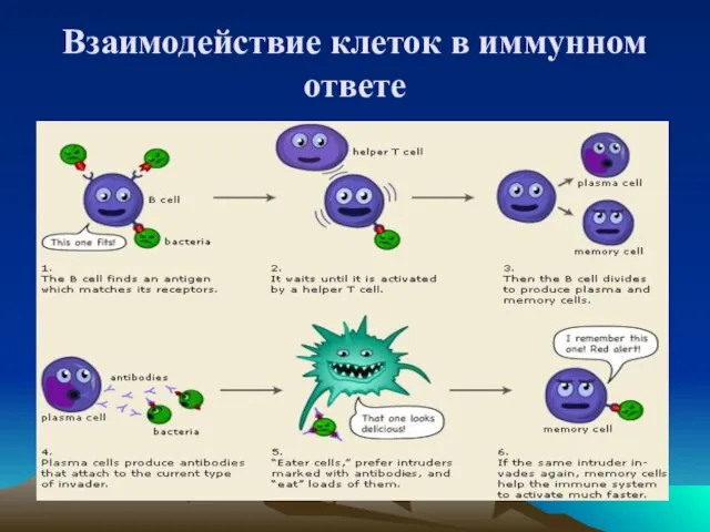 Взаимодействие клеток в иммунном ответе