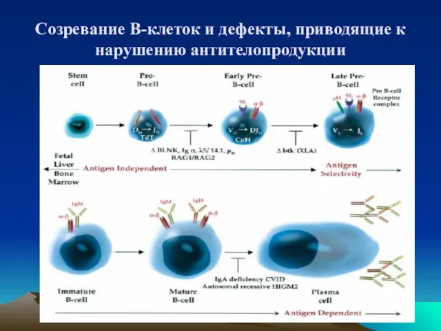 Созревание В-клеток и дефекты, приводящие к нарушению антителопродукции