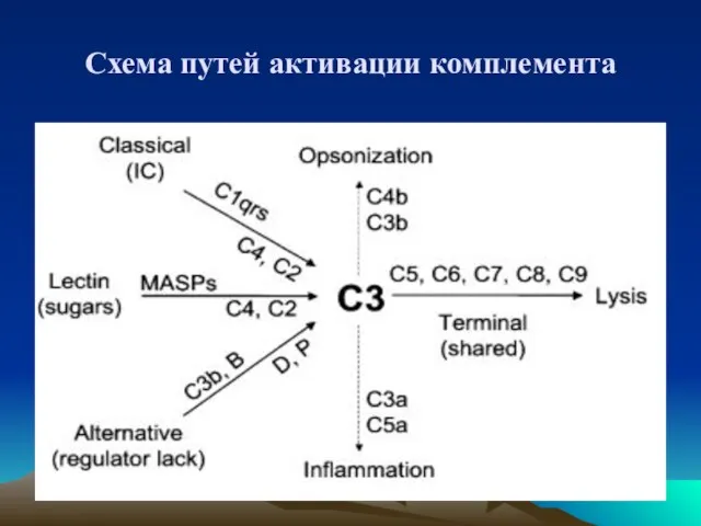 Схема путей активации комплемента