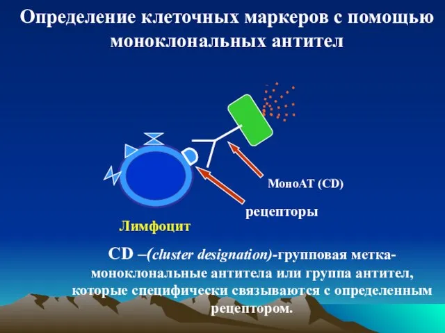 Определение клеточных маркеров с помощью моноклональных антител рецепторы МоноАТ (CD) Лимфоцит CD