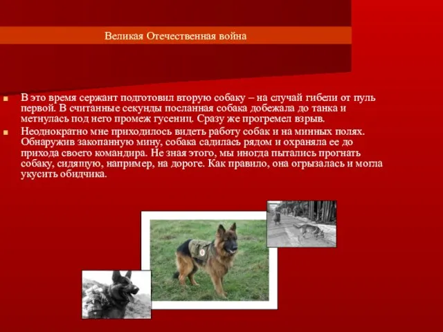 Великая Отечественная война В это время сержант подготовил вторую собаку – на