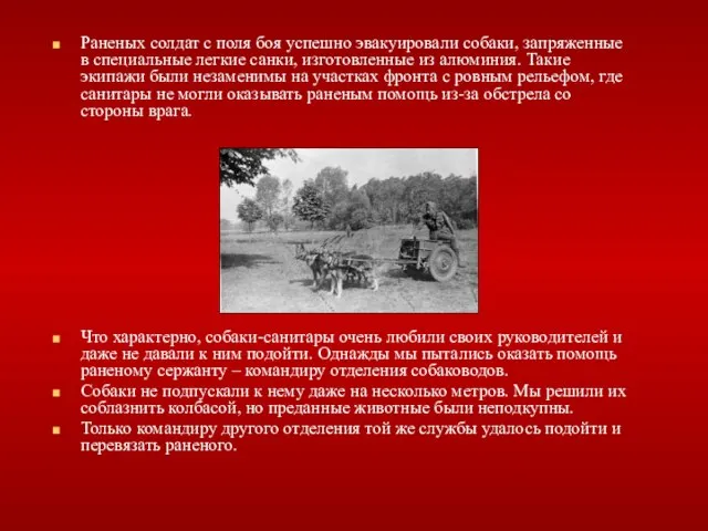 Раненых солдат с поля боя успешно эвакуировали собаки, запряженные в специальные легкие