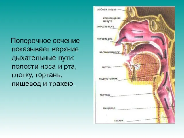 Поперечное сечение показывает верхние дыхательные пути: полости носа и рта, глотку, гортань, пищевод и трахею.