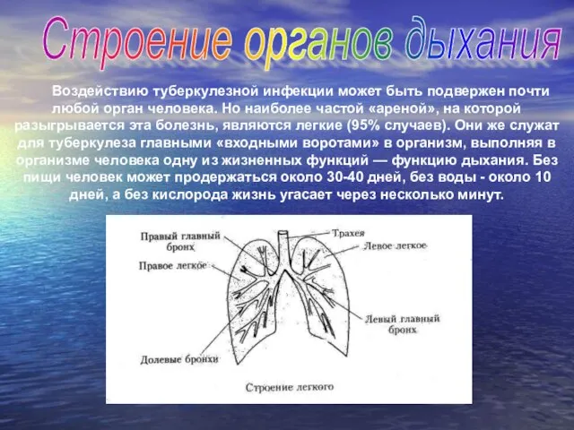 Строение органов дыхания Воздействию туберкулезной инфекции может быть подвержен почти любой орган