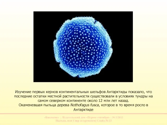 Изучение первых кернов континентальных шельфов Антарктиды показало, что последние остатки местной растительности