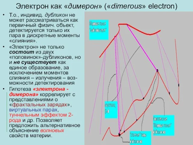 Электрон как «димерон» («dimerous» electron) Т.о., индивид. дубликон не может рассматриваться как