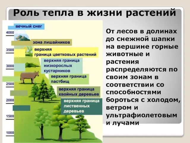 Роль тепла в жизни растений От лесов в долинах до снежной шапки