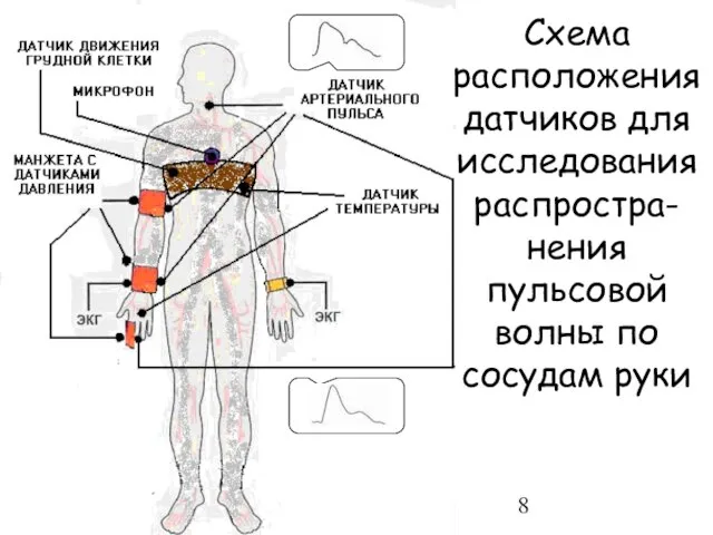 Схема расположения датчиков для исследования распростра-нения пульсовой волны по сосудам руки