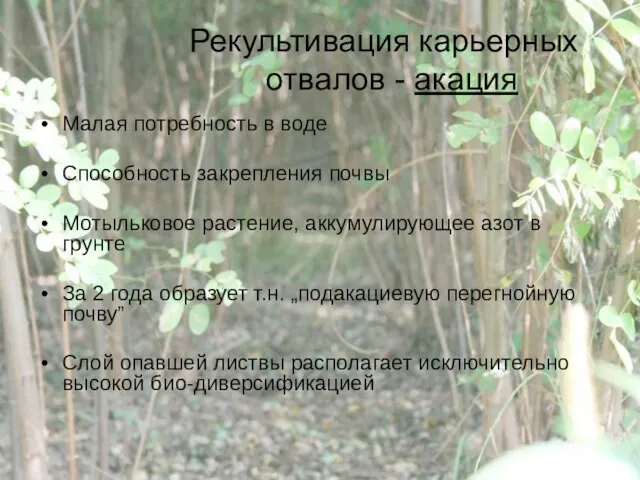 Рекультивация карьерных отвалов - акация Малая потребность в воде Способность закрепления почвы