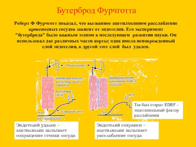 Бутерброд Фурчготта Роберт Ф Фурчготт показал, что вызванное ацетилхолином расслабление кровеносных сосудов