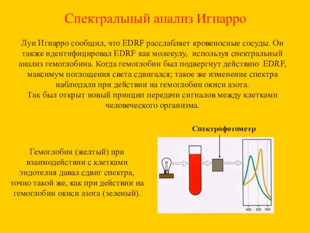 Спектральный анализ Игнарро Луи Игнарро сообщил, что EDRF расслабляет кровеносные сосуды. Он