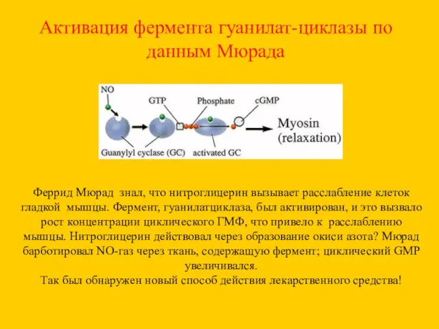 Активация фермента гуанилат-циклазы по данным Мюрада Феррид Мюрад знал, что нитроглицерин вызывает