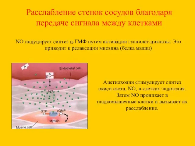 Расслабление стенок сосудов благодаря передаче сигнала между клетками NO индуцирует синтез ц-ГМФ