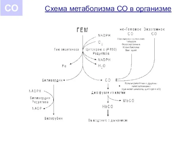 Схема метаболизма СО в организме СО