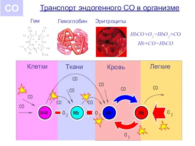 Транспорт эндогенного СО в организме Клетки Ткани Кровь Легкие Эритроциты Гемоглобин Гем HbCO+O2=HbO2+CO Hb+CO=HbCO СО