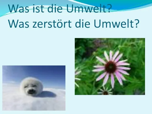 Was ist die Umwelt? Was zerstört die Umwelt?