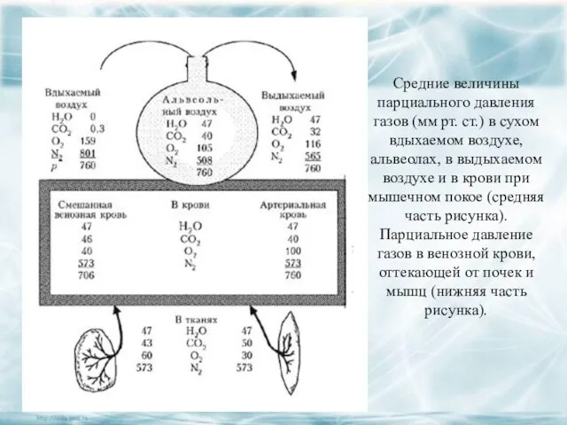 Средние величины парциального давления газов (мм рт. ст.) в сухом вдыхаемом воздухе,