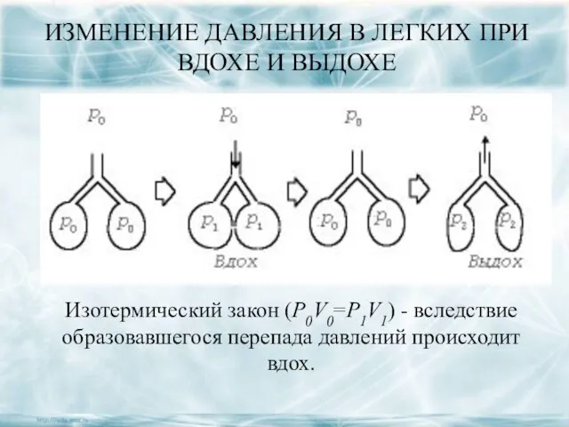 ИЗМЕНЕНИЕ ДАВЛЕНИЯ В ЛЕГКИХ ПРИ ВДОХЕ И ВЫДОХЕ Изотермический закон (Р0V0=P1V1) -