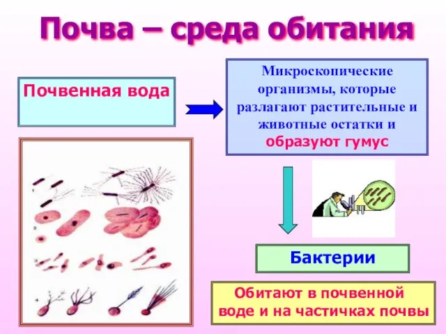 Почва – среда обитания Микроскопические организмы, которые разлагают растительные и животные остатки