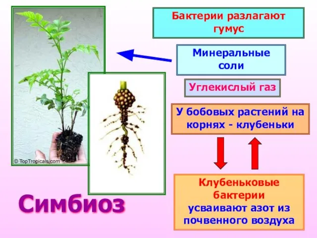 Бактерии разлагают гумус Углекислый газ Минеральные соли У бобовых растений на корнях