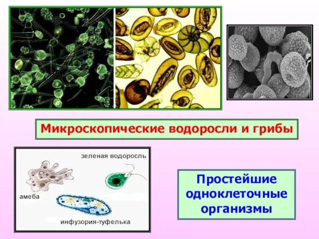 Микроскопические водоросли и грибы Простейшие одноклеточные организмы