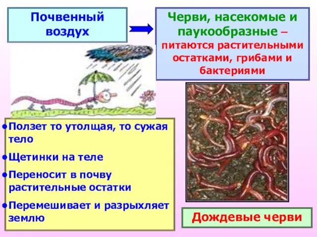 Почвенный воздух Черви, насекомые и паукообразные – питаются растительными остатками, грибами и