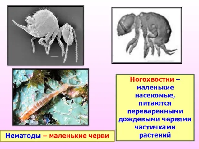Ногохвостки – маленькие насекомые, питаются переваренными дождевыми червями частичками растений Нематоды – маленькие черви