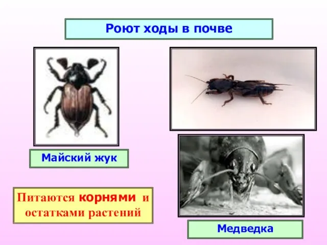 Роют ходы в почве Медведка Майский жук Питаются корнями и остатками растений