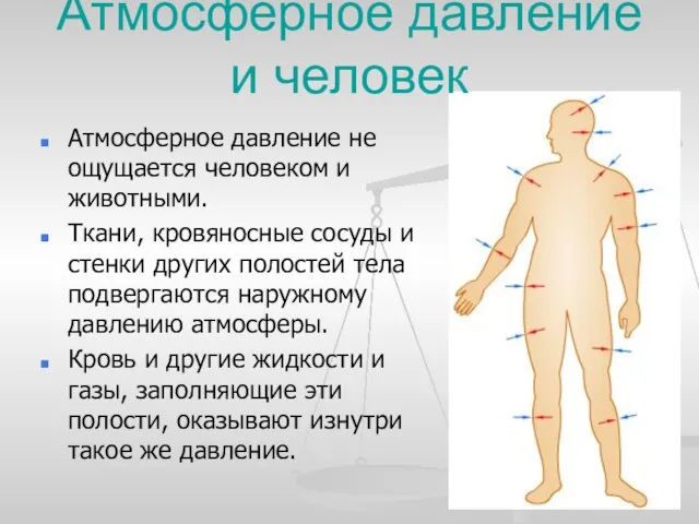 Атмосферное давление и человек Атмосферное давление не ощущается человеком и животными. Ткани,