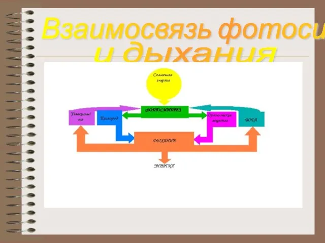 Взаимосвязь фотосинтеза и дыхания