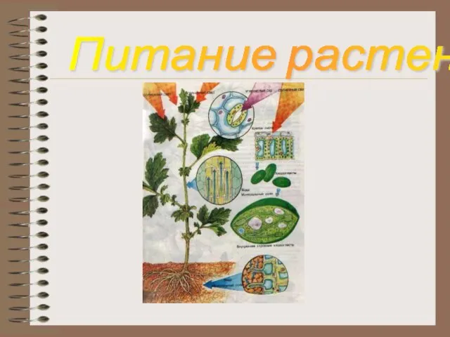 Питание растений