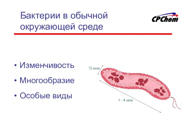 Бактерии в обычной окружающей среде Изменчивость Многообразие Особые виды