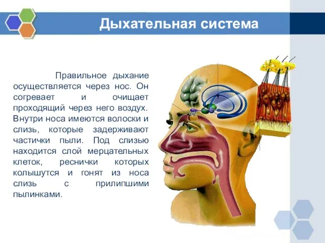 Правильное дыхание осуществляется через нос. Он согревает и очищает проходящий через него