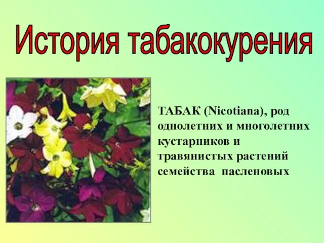 ТАБАК (Nicotiana), род однолетних и многолетних кустарников и травянистых растений семейства пасленовых История табакокурения