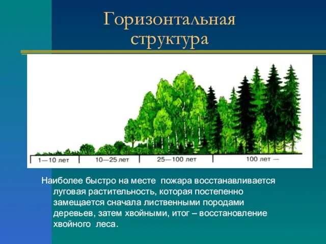 Горизонтальная структура Наиболее быстро на месте пожара восстанавливается луговая растительность, которая постепенно