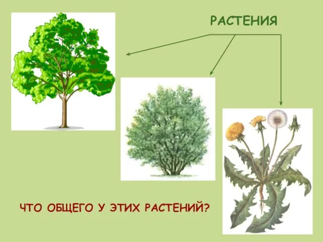 РАСТЕНИЯ ЧТО ОБЩЕГО У ЭТИХ РАСТЕНИЙ?