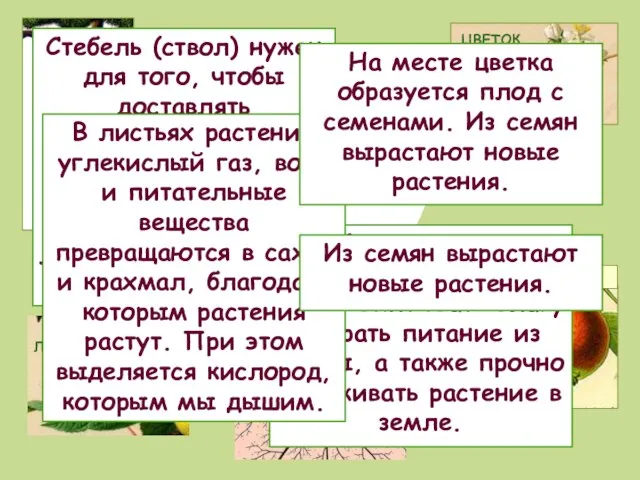 Корень нужен растениям для того, чтобы впитывать влагу и брать питание из