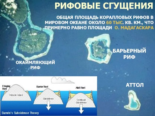 РИФОВЫЕ СГУЩЕНИЯ ОБЩАЯ ПЛОЩАДЬ КОРАЛЛОВЫХ РИФОВ В МИРОВОМ ОКЕАНЕ ОКОЛО 60 ТЫС.