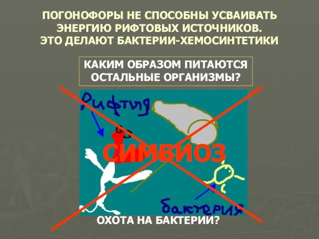 ПОГОНОФОРЫ НЕ СПОСОБНЫ УСВАИВАТЬ ЭНЕРГИЮ РИФТОВЫХ ИСТОЧНИКОВ. ЭТО ДЕЛАЮТ БАКТЕРИИ-ХЕМОСИНТЕТИКИ КАКИМ ОБРАЗОМ