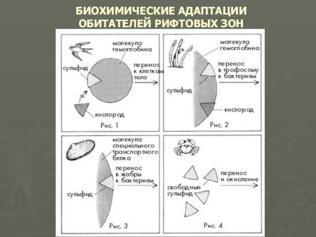 БИОХИМИЧЕСКИЕ АДАПТАЦИИ ОБИТАТЕЛЕЙ РИФТОВЫХ ЗОН