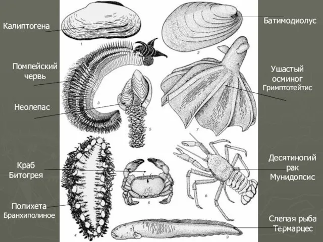 Калиптогена Батимодиолус Помпейский червь Неолепас Ушастый осминог Гримптотейтис Десятиногий рак Мунидопсис Слепая
