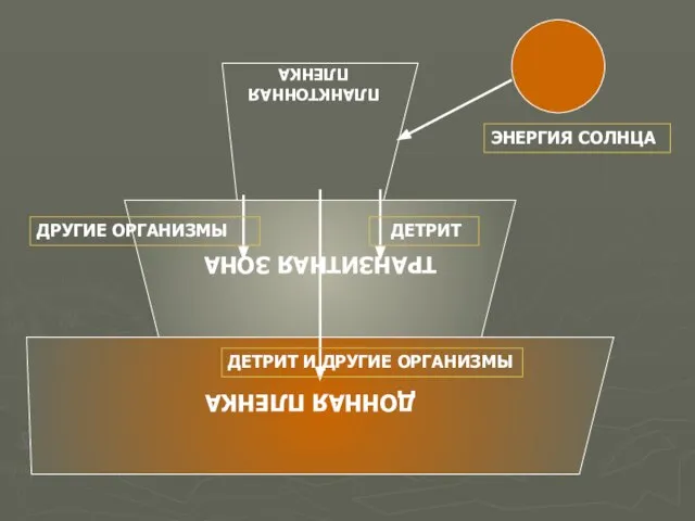 ДЕТРИТ ДРУГИЕ ОРГАНИЗМЫ ЭНЕРГИЯ СОЛНЦА ДЕТРИТ И ДРУГИЕ ОРГАНИЗМЫ