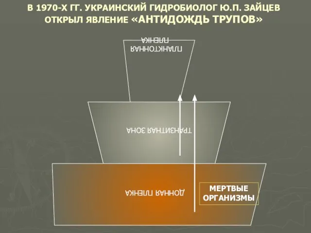 В 1970-Х ГГ. УКРАИНСКИЙ ГИДРОБИОЛОГ Ю.П. ЗАЙЦЕВ ОТКРЫЛ ЯВЛЕНИЕ «АНТИДОЖДЬ ТРУПОВ» МЕРТВЫЕ ОРГАНИЗМЫ