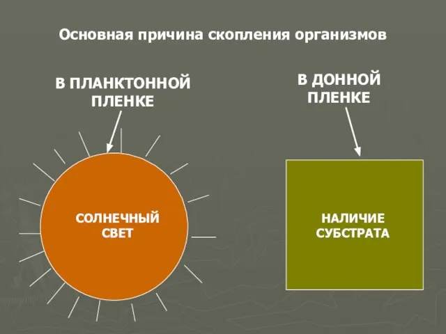 Основная причина скопления организмов В ПЛАНКТОННОЙ ПЛЕНКЕ В ДОННОЙ ПЛЕНКЕ СОЛНЕЧНЫЙ СВЕТ НАЛИЧИЕ СУБСТРАТА